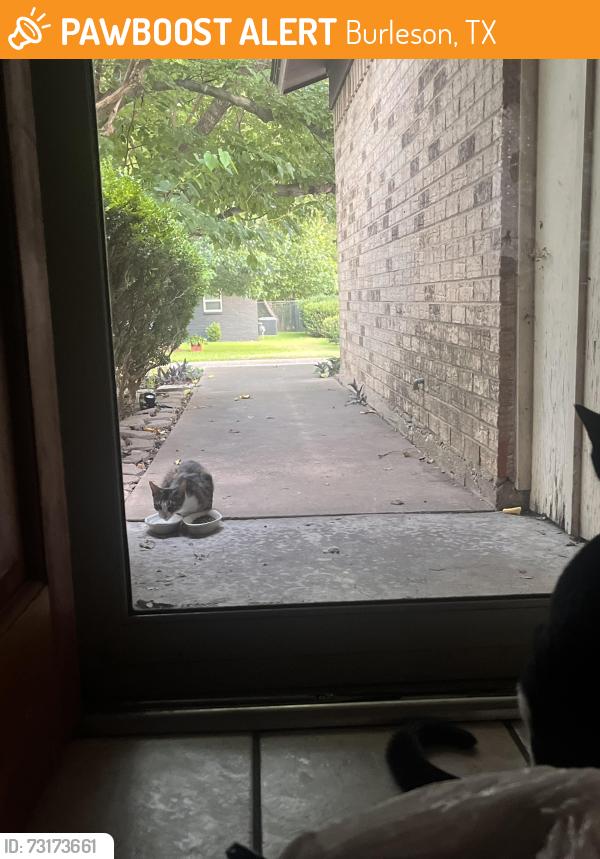 Found/Stray Unknown Cat last seen Burleson, Burleson, TX 76028