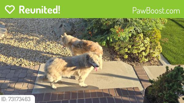 Reunited Unknown Dog last seen Dawnridge Ave, El Cajon, CA 92021, USA, El Cajon, CA 92021