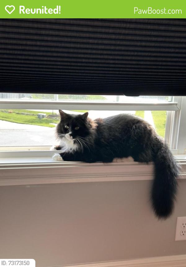 Reunited Male Cat last seen Adams dairy rd and SE shamrock, Blue Springs, MO 64014