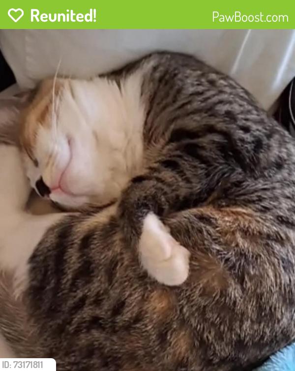 Reunited Female Cat last seen El dorado, El Paso, TX 79938