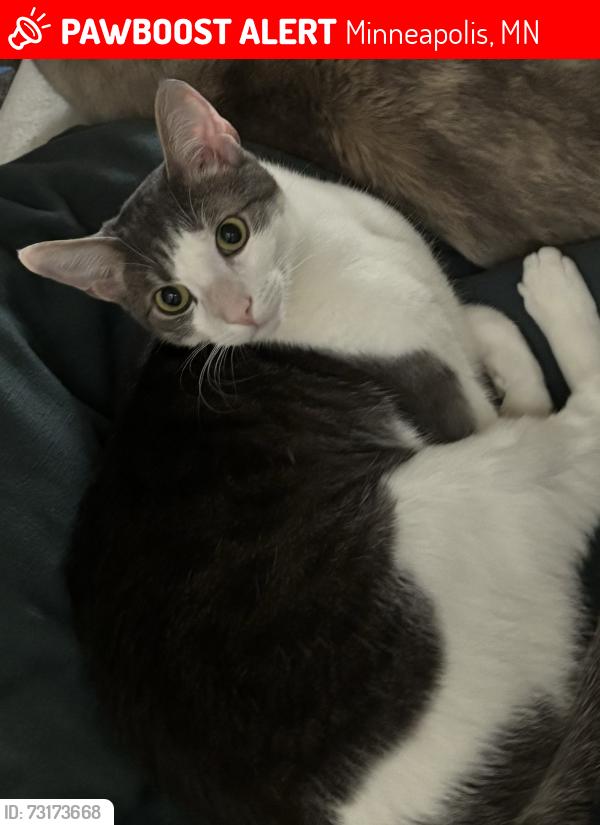 Lost Male Cat last seen Bryant and 49th Ave N, Minneapolis, MN 55430