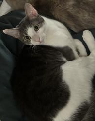 Lost Male Cat last seen Bryant and 49th Ave N, Minneapolis, MN 55430
