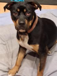 Reunited Female Dog last seen 14th & s springfield ave, Chicago, IL 60623
