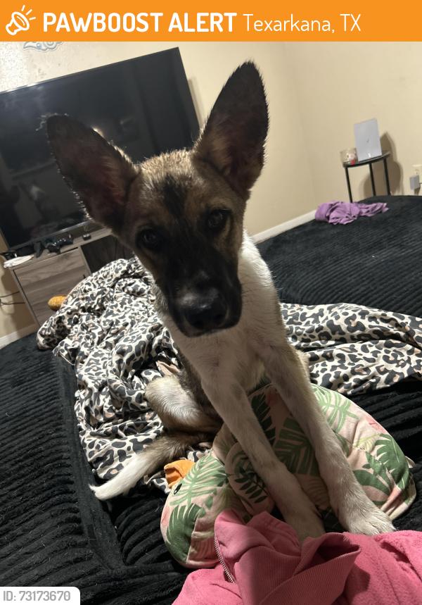 Found/Stray Male Dog last seen WestRidge apmts, Texarkana, TX 75501