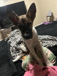 Found/Stray Male Dog last seen WestRidge apmts, Texarkana, TX 75501