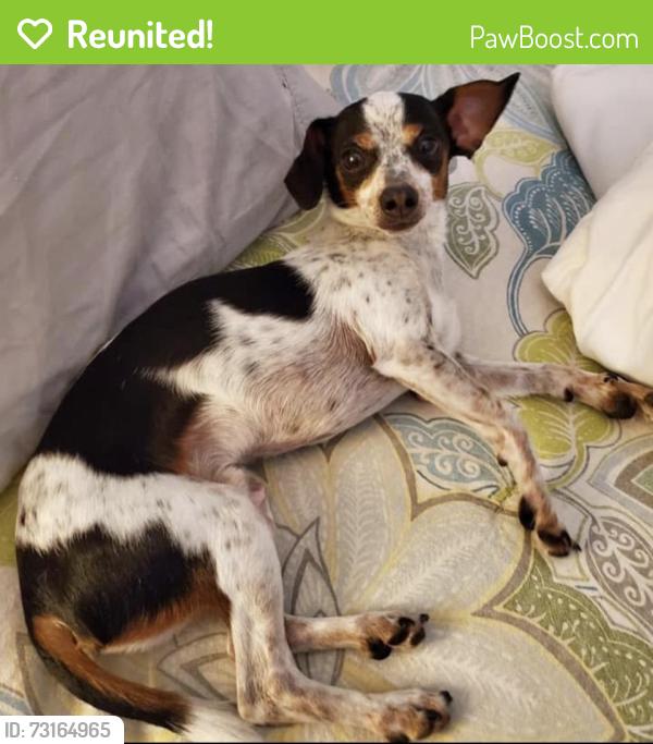 Reunited Male Dog last seen Near E Stratford, Salt Lake City, UT 84106