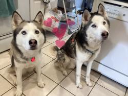 Reunited Male Dog last seen Brownstone Way and Kenilwood Way, Bowling Green, KY 42104