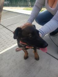Found/Stray Female Dog last seen Floto st between kimble st and high st, Modesto, CA 95354