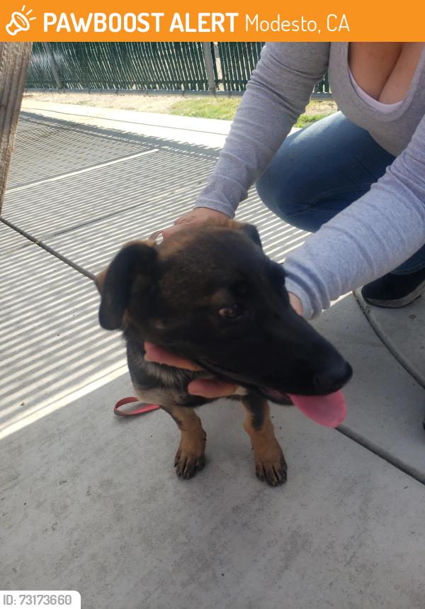 Found/Stray Female Dog last seen Floto st between kimble st and high st, Modesto, CA 95354