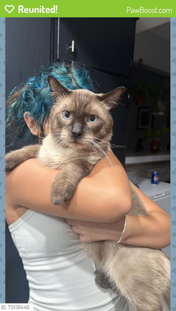Reunited Male Cat last seen Palencia & Seville St, Las Vegas, NV 89121