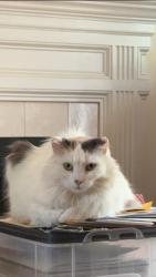 Reunited Female Cat last seen Pine Dr, Raleigh, NC 27606