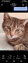 Lost Female Cat last seen N. Grant Ave and East Washington St, Indianapolis, IN 46201