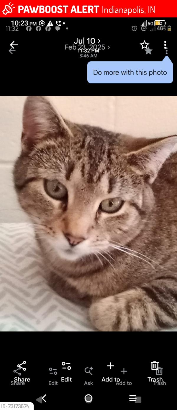 Lost Female Cat last seen N. Grant Ave and East Washington St, Indianapolis, IN 46201