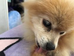 Lost Female Dog last seen Gilbert and pacific, Stanton, CA 92804
