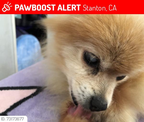 Lost Female Dog last seen Gilbert and pacific, Stanton, CA 92804