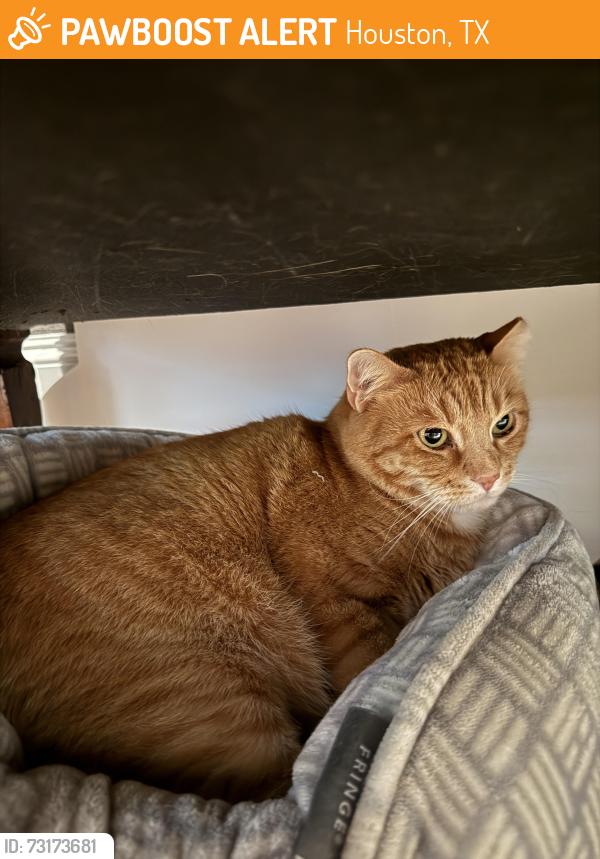 Found/Stray Male Cat last seen Bryn Mawr and Kettering, Houston, TX 77027