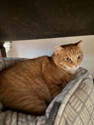 Found/Stray Male Cat last seen Bryn Mawr and Kettering, Houston, TX 77027