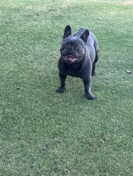 Found/Stray Female Dog last seen Blossom Crest and Renfro, Bakersfield, CA 93314