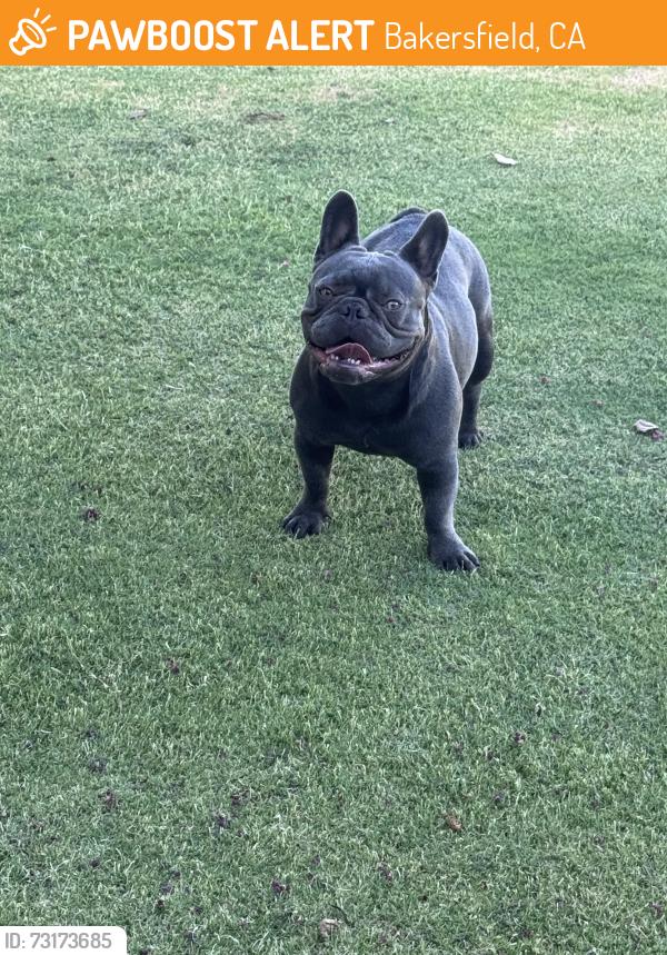 Found/Stray Female Dog last seen Blossom Crest and Renfro, Bakersfield, CA 93314