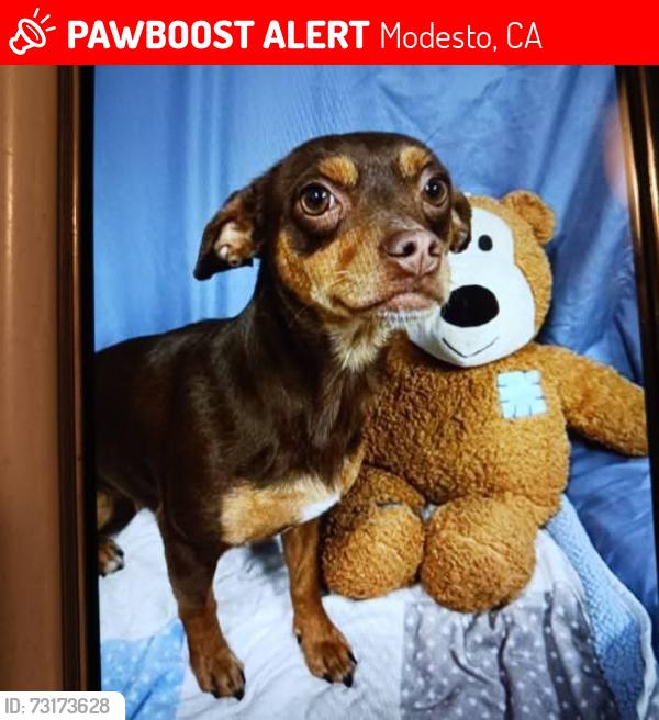 Lost Female Dog last seen N. Eldorado and Hammer lane stockton ca, Modesto, CA 95350
