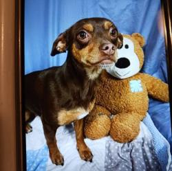 Lost Female Dog last seen N. Eldorado and Hammer lane stockton ca, Modesto, CA 95350