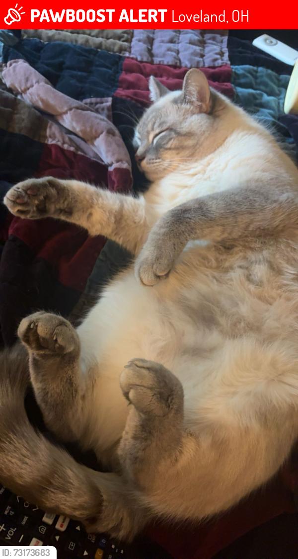 Lost Male Cat last seen st rt 48 or oakland rd in loveland/ goshen ohio, Loveland, OH 45140