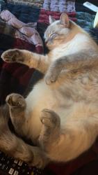 Lost Male Cat last seen st rt 48 or oakland rd in loveland/ goshen ohio, Loveland, OH 45140