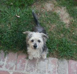 Lost Male Dog last seen Near Ont baseball field, Ontario, CA 91761