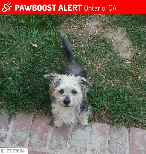 Lost Male Dog last seen Near Ont baseball field, Ontario, CA 91761