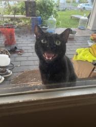 Found/Stray Unknown Cat last seen Straight path, Lindenhurst, NY 11757