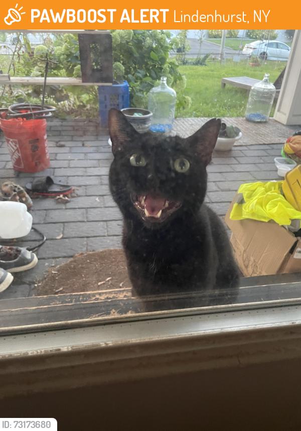 Found/Stray Unknown Cat last seen Straight path, Lindenhurst, NY 11757