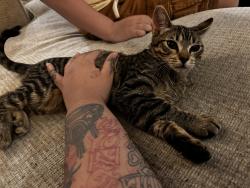 Found/Stray Female Cat last seen M Resort, Henderson, NV 89044