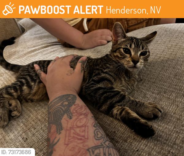 Found/Stray Female Cat last seen M Resort, Henderson, NV 89044