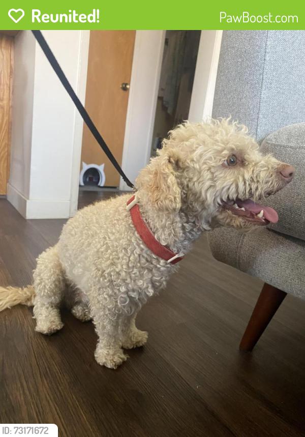 Reunited Male Dog last seen Country club and Date sr, Rialto, CA 92377