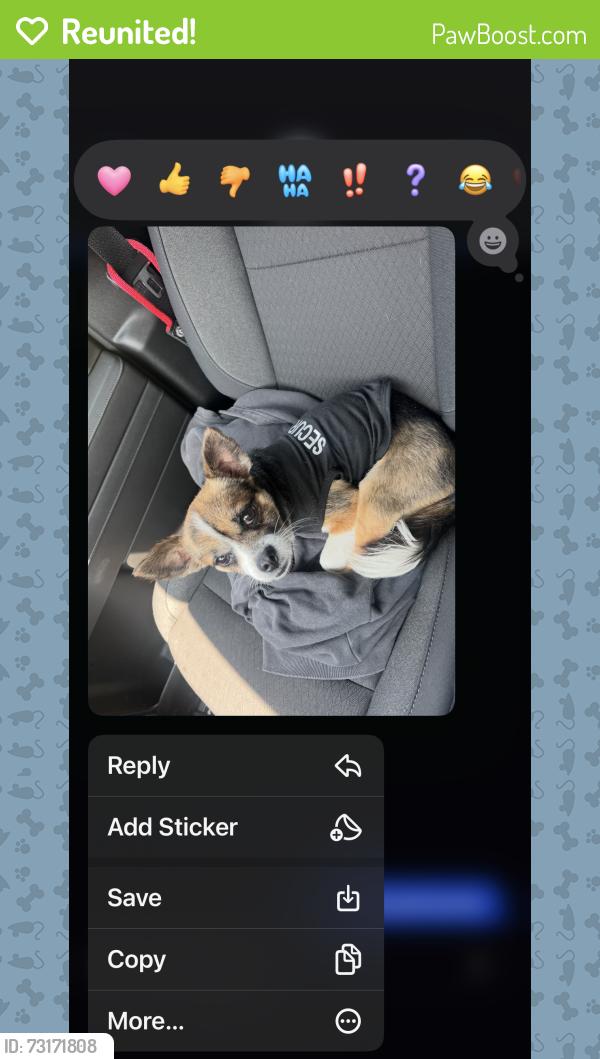 Reunited Male Dog last seen By old cemetery, Redford Township, MI 48239