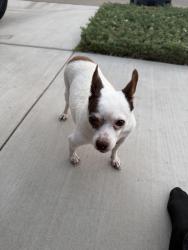 Found/Stray Male Dog last seen S Casablanca St and East Willow Ave, Visalia, CA 93292