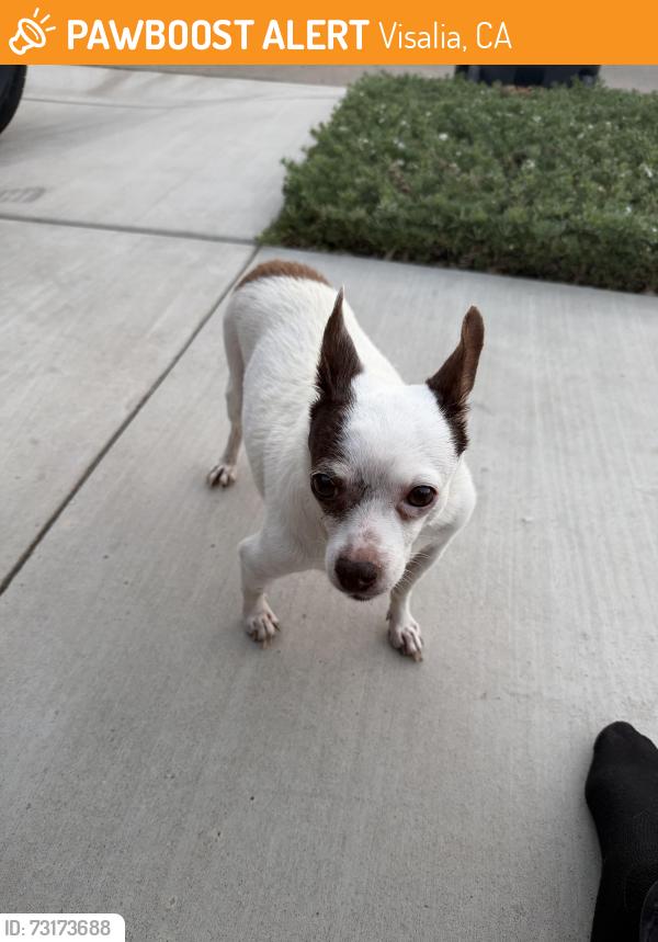 Found/Stray Male Dog last seen S Casablanca St and East Willow Ave, Visalia, CA 93292