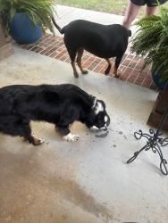 Found/Stray Unknown Dog last seen Near & 1995, Smith County, TX 75704