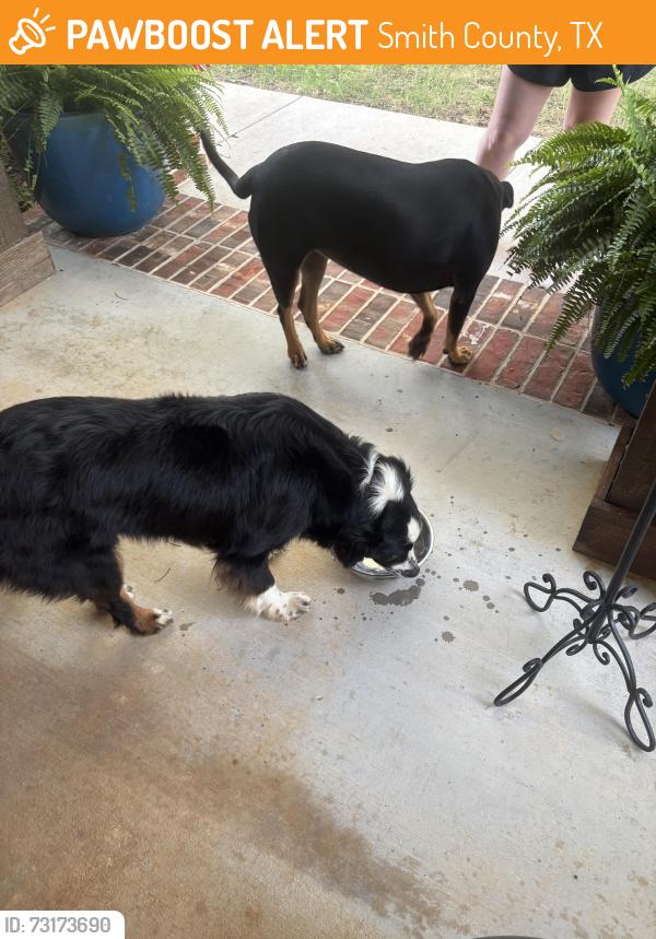 Found/Stray Unknown Dog last seen Near & 1995, Smith County, TX 75704