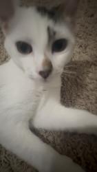 Lost Male Cat last seen Boscastle and Springfield, Glen Allen, VA 23060