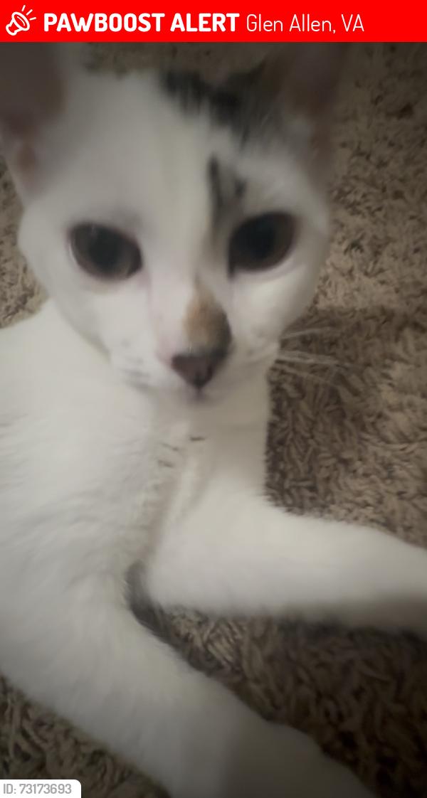 Lost Male Cat last seen Boscastle and Springfield, Glen Allen, VA 23060