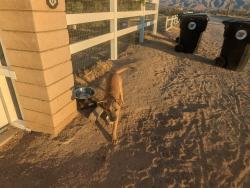 Found/Stray Unknown Dog last seen Central Re and Bear Valley Rd, Apple Valley, CA 92308