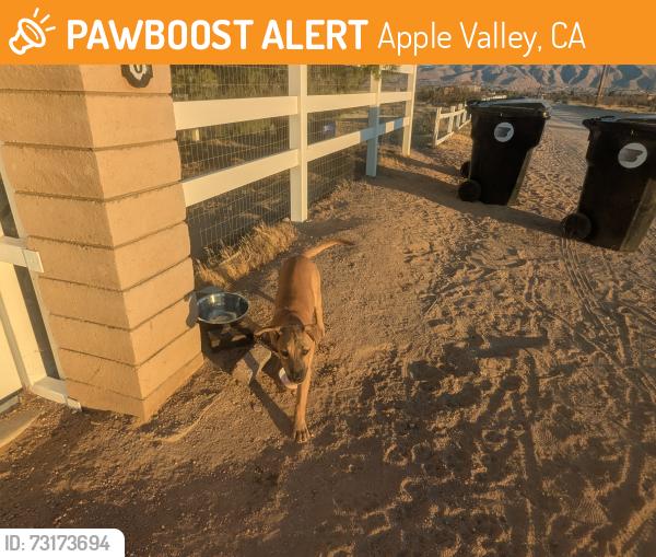 Found/Stray Unknown Dog last seen Central Re and Bear Valley Rd, Apple Valley, CA 92308