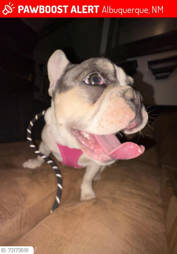 Lost Female Dog last seen Rolling Ridge and Gibson, Albuquerque, NM 87121