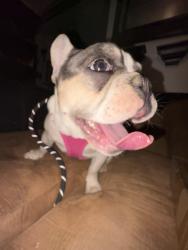 Lost Female Dog last seen Rolling Ridge and Gibson, Albuquerque, NM 87121