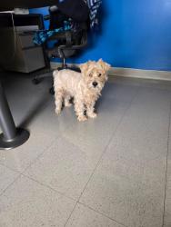 Reunited Male Dog last seen Del Rosa & Sterling in San Bernardino, CA, Bloomington, CA 92316