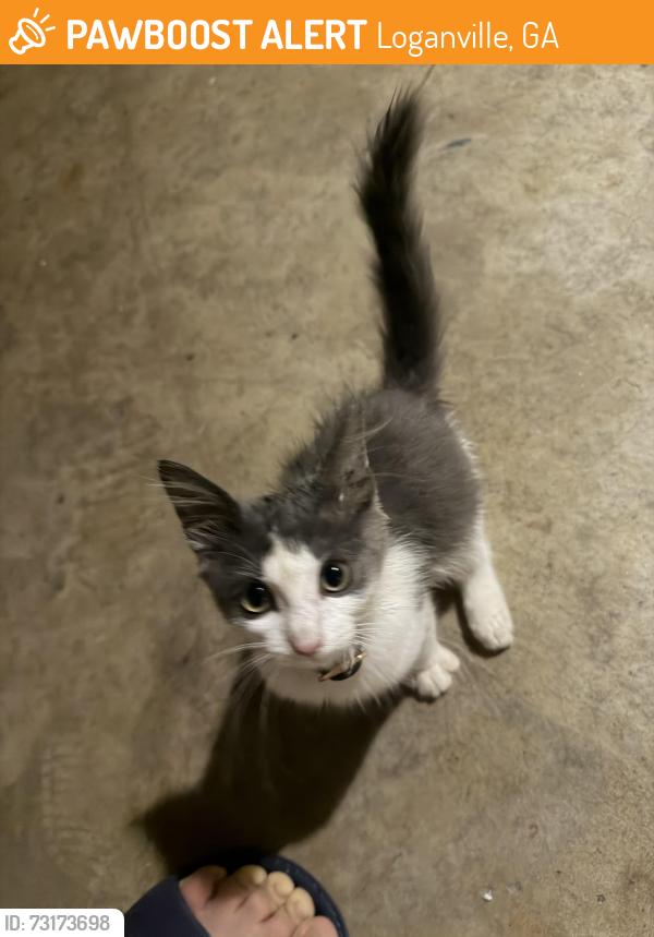 Found/Stray Female Cat last seen Outside near my garage, Loganville, GA 30052