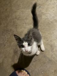 Found/Stray Female Cat last seen Outside near my garage, Loganville, GA 30052