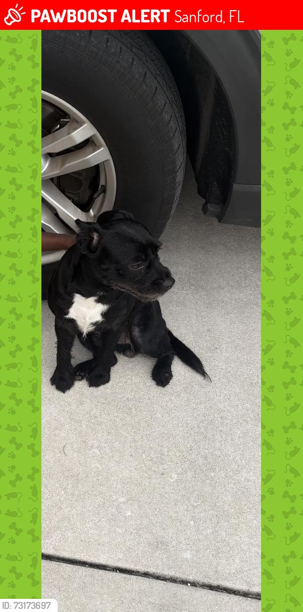 Lost Male Dog last seen Sanford, Sanford, FL 32771