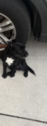 Lost Male Dog last seen Sanford, Sanford, FL 32771